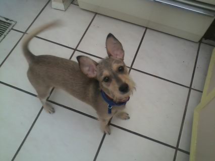 Toby