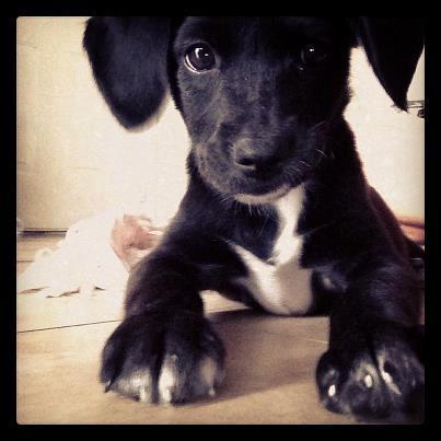 Jeckle