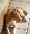 Tora