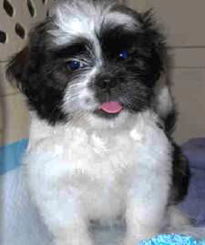 Lucy