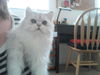 Romeo