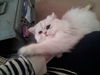 Romeo