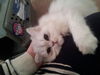 Romeo