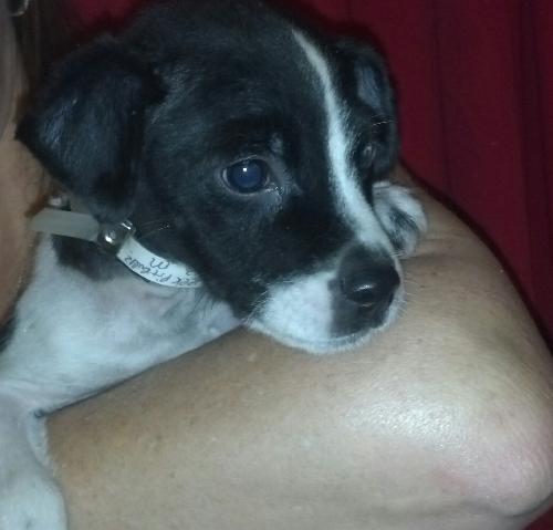 Little Man