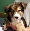 Sheba