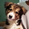 Sheba