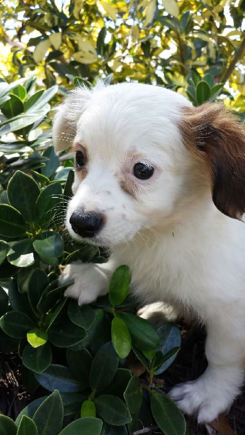 Ringo