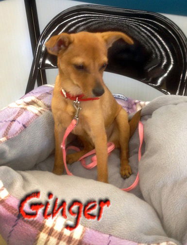 Jinger