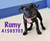 Romy