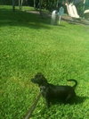 Poppy