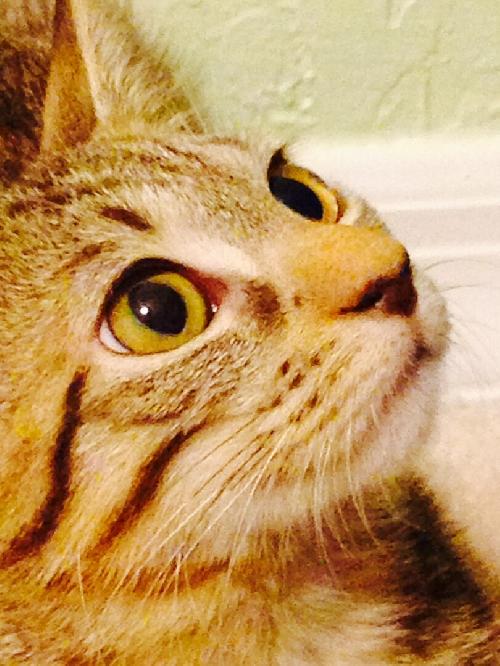 Tyr