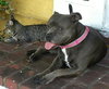Petunia