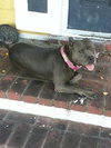 Petunia