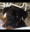 Tootsie