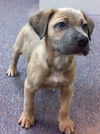 Opie