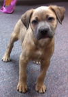 Opie