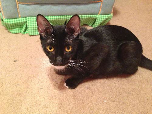 Onyx