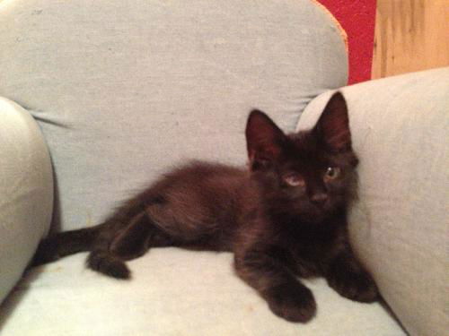 Otto