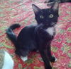 Jasmine