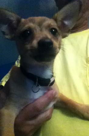 Ringo
