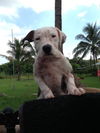 Lucee