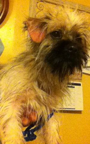 Scruffy