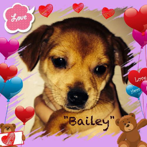 Bailey