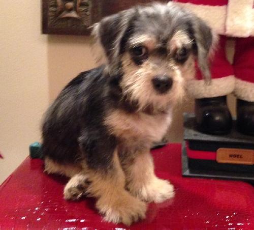 Toby