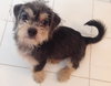 Toby