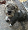 Chloee