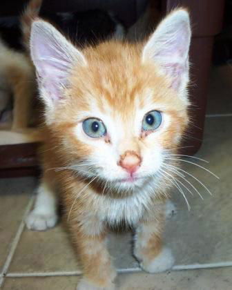 Creamsicle