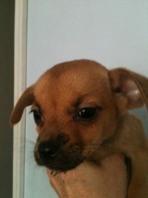 Ollie