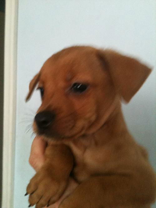 Opie