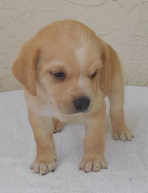 Moki
