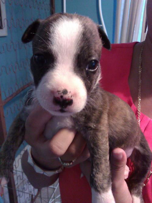 Peanut