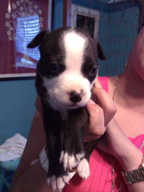 Brownie