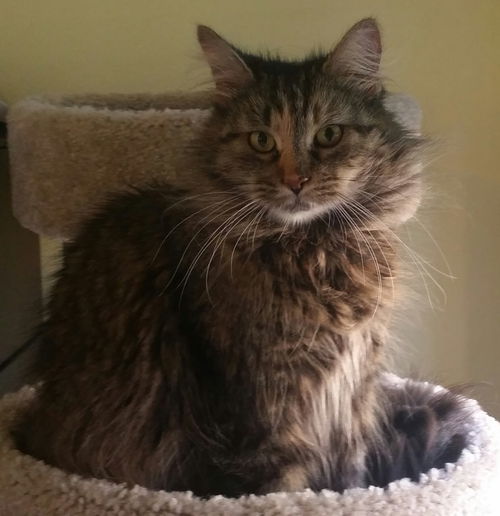 Nala II