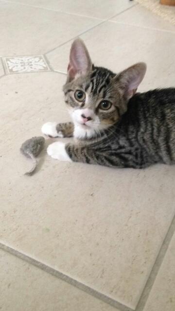 Mittens