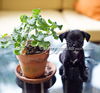 Zoe