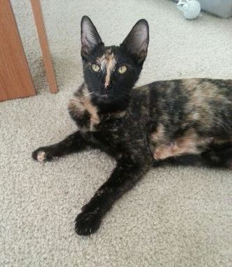 Callie