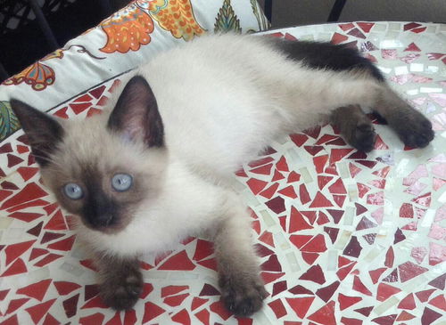 Dewey