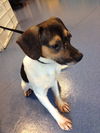 Wishbone