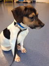 Wishbone