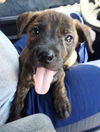 Romeo