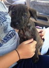 Romeo