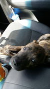 Romeo