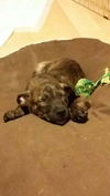 Romeo