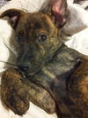 Romeo