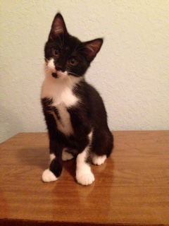 Sylvester