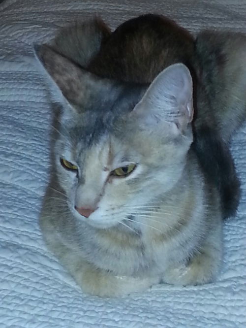 Peaches
